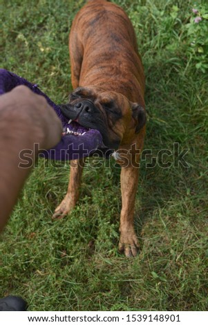 Summer outdoors portrait of Geman boxer dog on hot sunny day. Brown tiger with brindle colored boxer. Boxer is a faithful and balanced dog. Very used to the owners and loves children. Pet dog