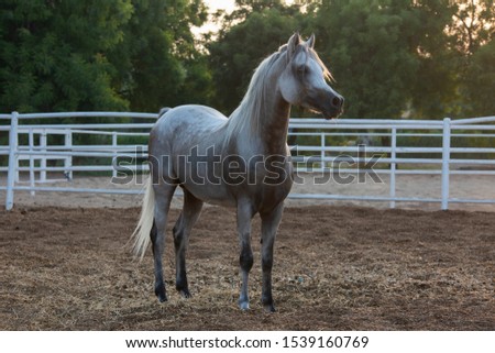 Arabian White horse in the garden