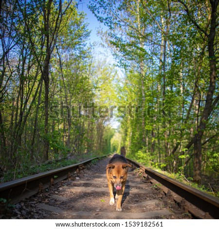 The dog is on the track railway line in summer forest