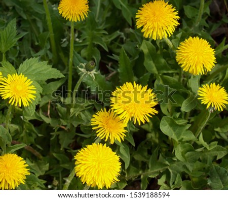 Dandelions (Taraxum officinale) blooming on meadow. Dandelions are widespread, beautiful wild flowers. However,they areconsidered  a difficult weed infesting lawns and garde beds.  Royalty-Free Stock Photo #1539188594