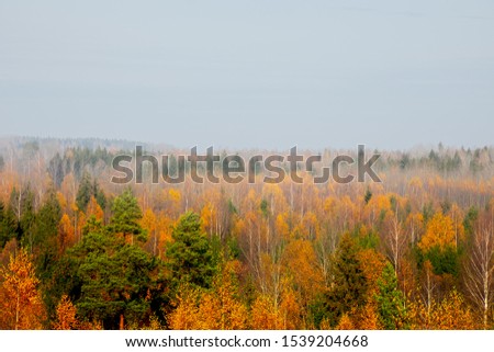 Autumn forest in Latvia, Zemgale