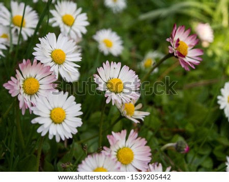 Common or lawn daisy, Bellis perennis, is a perennial herbaceous plant native to Europe, but widely naturalised in most temperate regions. It is a symbol of modesty and purity.