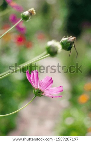 Pretty summer pink flower cosmeya for good mood