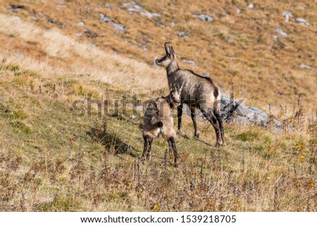 two chamois on a alpine meadow in the Swiss Alps Royalty-Free Stock Photo #1539218705