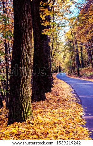 Magic beautiful autumn landscape with tree trunks in sunlight and yellow leaves along road in cosy forest 