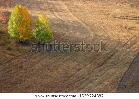 Colorful outdoor pasture at sunset. The lawn is harvested to form an abstract line pattern. The sun shines on the yellow leaves and grass. The herders left the pasture to go home.