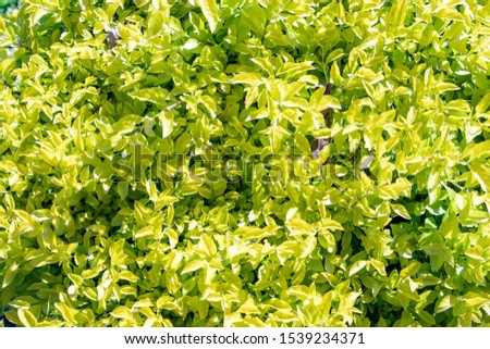 leaf eco floral plant natural green yelow