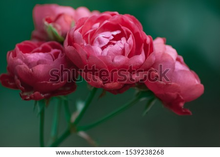 Sad background. Pink roses and green background. Sadness. Yearning.