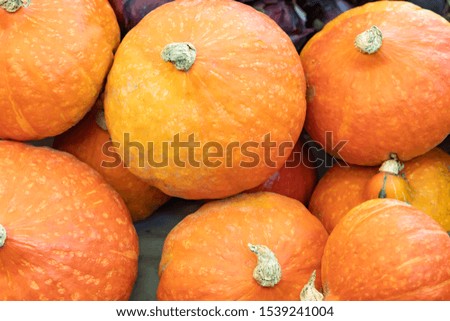Pumpkins for Sale in Farmers Market
