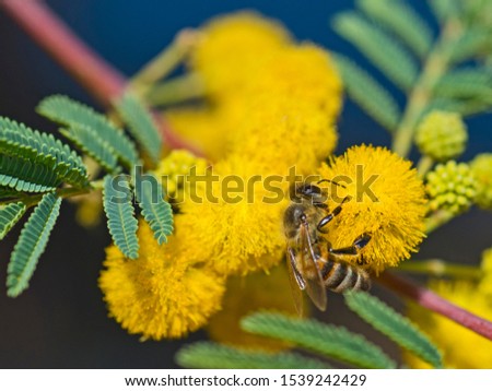 Close-up detail of a honey bee apis on yellow flower in garden