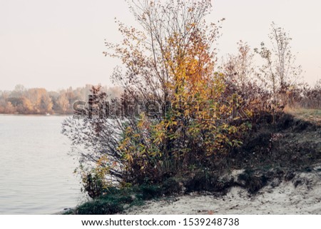 
River bank. Autumn. Yellow and orange color.