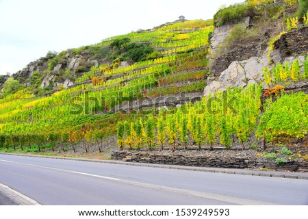 autumn in vine growing area, Ahr valley