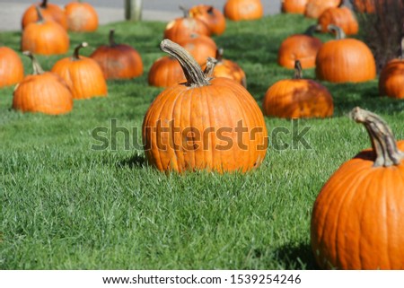                                pumpkins for decoration on a meadow