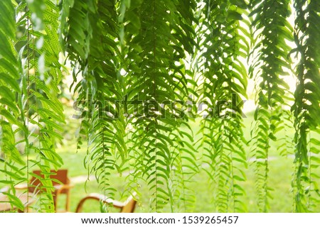 nephrolepis sp fern leaves in a garden