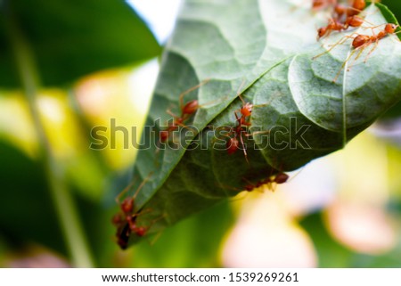 ant worker are building nest on green leaf with nature blurred background