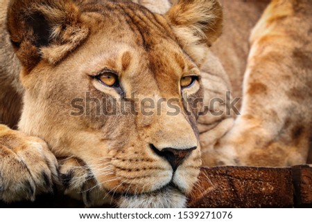 Detail lioness in resting. Photo from animal live.