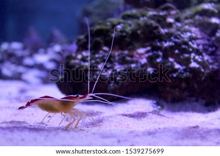 Marine background with small shrimp walking on the sea bottom. Sea and ocean life backdrop with blue water. Underwater inhabitant, side view. Diving, oceanarium or aquarium picture