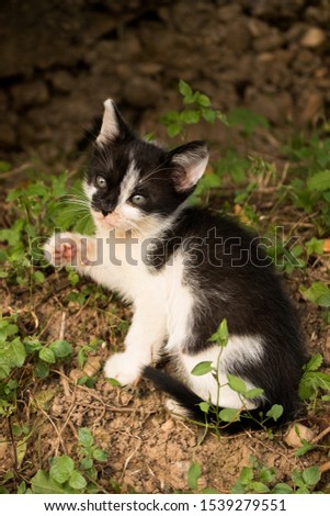 Little black and white kitten playing