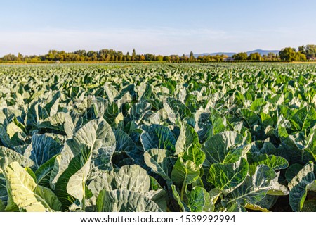 Cabbage farm field in autumn. Green leaves on garden beds in vegetable field. Gardening background with green Cabbages plants in open ground. Cabbage rows plantation, Germany