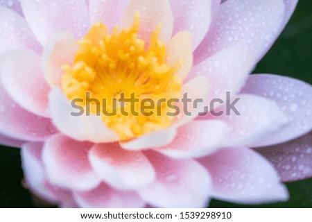 Peach colored water lily in a soft arty picture