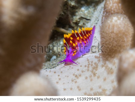 Tenellia sibogae nudibranch - purple, red cerata with yellow tips.