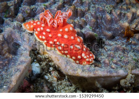 Gymnodoris aurita nudibranch - Opaque red sea slug with large yellow tubercles.