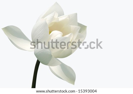 White lotus blossom