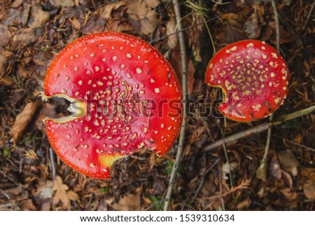 Amanita muscaria mushroom red cap detail