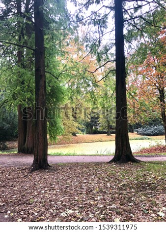 Big long trees in the park in Hamburg Germany