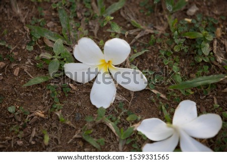 natural close up detailed day shot of two white plumeria frangipani flowers lying on the ground with green grass 