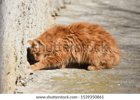 isolated European longhaired red cat