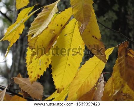 American chestnut leaves in autumn sun