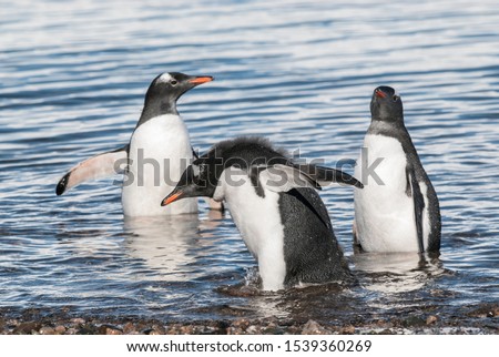  Gentoo Penguin, Neko harbour, Antartica.