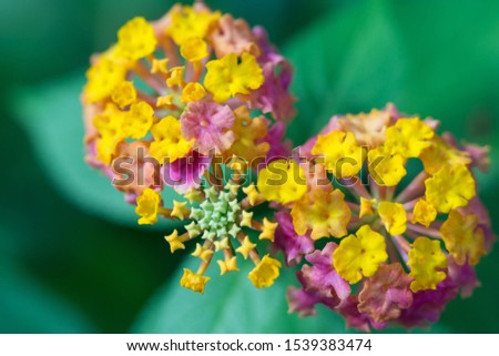 Close-up pretty Lantana Camara flowers