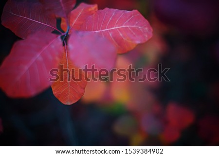 Beautiful scumpia branches with crimson autumn leaves. Dark background.