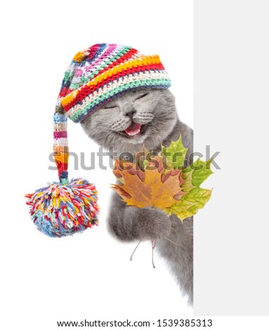 Happy cat wearing a warm hat holds a dry leaves gehind empty white banner. isolated on white background