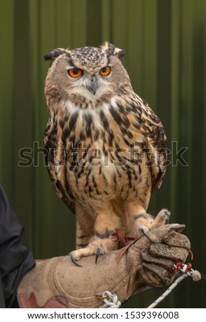 Owl sitting on the hand with a leather glove or a stand. Beautiful sunny day. Big eyes, gorgeous and fascinating creature.