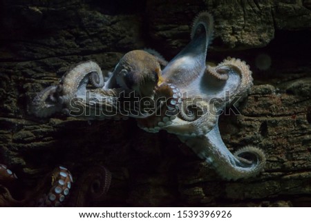 Optopoda or Common octopus. Wildlife animal. octopus clinging to a piece of wood underwater