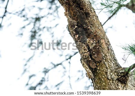 A picture of a hornet nest on a pine tree by the beach