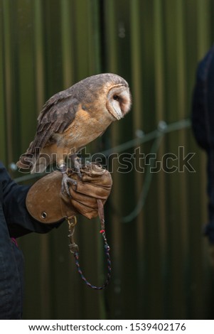 Owl sitting on the hand with a leather glove or a stand. Beautiful sunny day. Big eyes, gorgeous and fascinating creature.