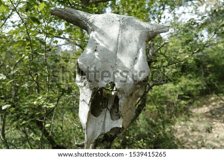 Close Up of an animal skull in the wood 