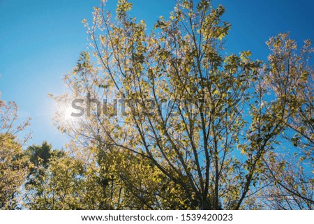 Sunlight in the green forest and blue sky