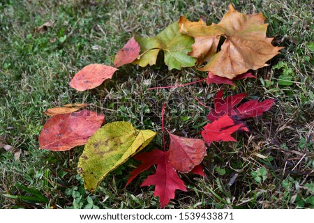 A rainbow of fall leaves on the ground in colors of red, pink, yellow, orange, brown, purple, and green.