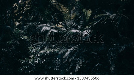 Tropical leaves background,jungle leaf indark