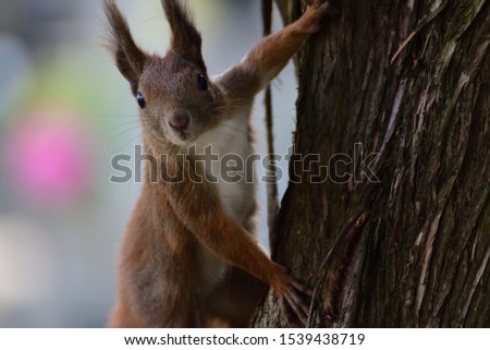 Eurasian red Squirrel climbs the tree branch in the forest