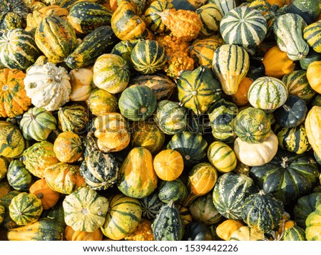 colorful ornamental pumpkins texture background