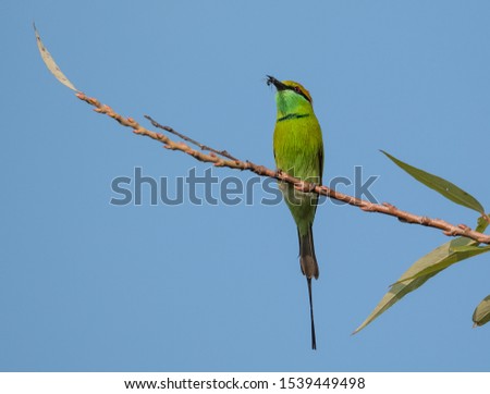 Asian Green Bee-Eater (Merops orientalis) bird perching on tree branch.