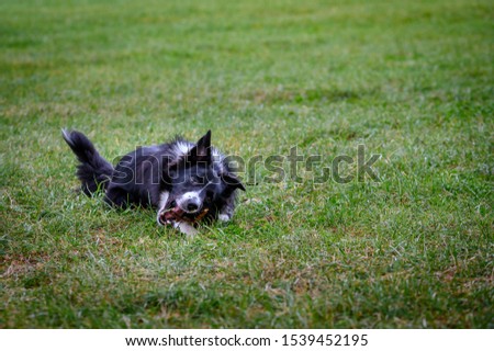 Border Collie dog in the field running and happy with stick in his mouth and jumping through the grass