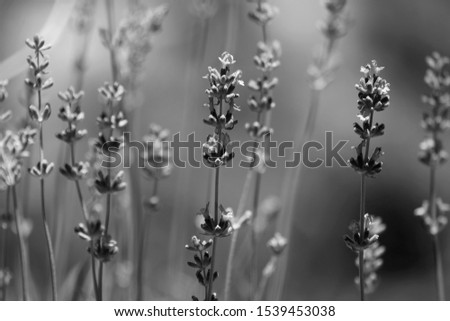 Flowers in spring, black and white