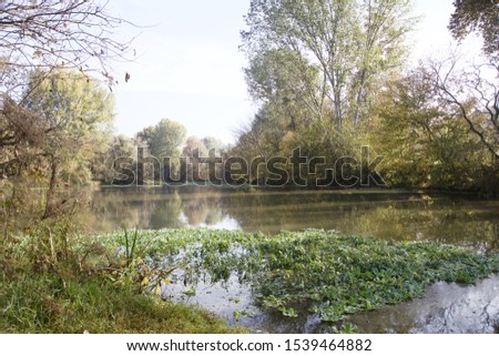 A pond with trees surrounding it and algae on the water surface